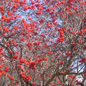 Der rote Baum Erythrina